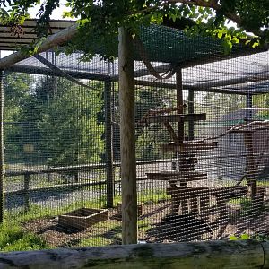 Roer's Zoofari - Tayra