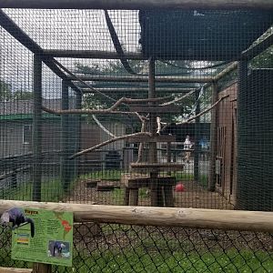 Roer's Zoofari - Tayra