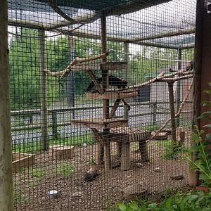 Roer's Zoofari - Tayra