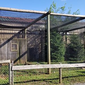 Roer's Zoofari - SA Coati