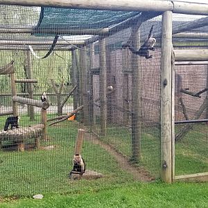 Roer's Zoofari - Capuchins