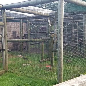 Roer's Zoofari - Common squirrel monkeys