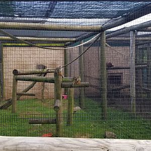 Roer's Zoofari - Common squirrel monkeys