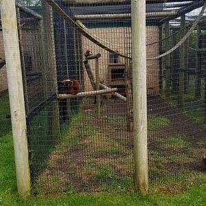 Roer's Zoofari - Red ruffed lemurs