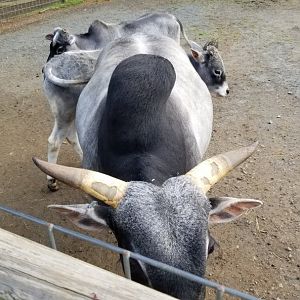 Roer's Zoofari - Miniature zebu, male, female, calf