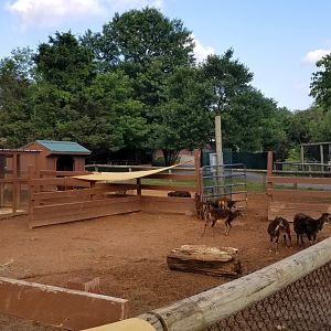 Roer's Zoofari - Sheep