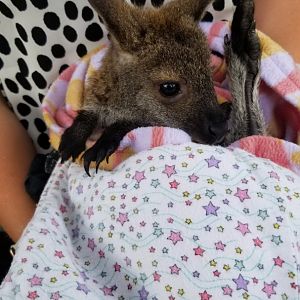 Roer's Zoofari - Bennett's wallaby, 6 months old