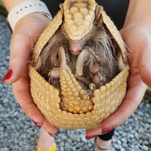 Roer's Zoofari - Three banded armadillo