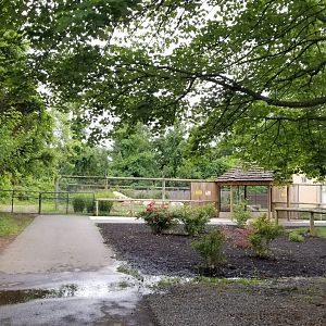 Roer's Zoofari - Cheetahs