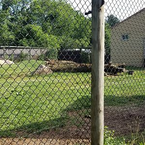 Roer's Zoofari - Cheetah yard