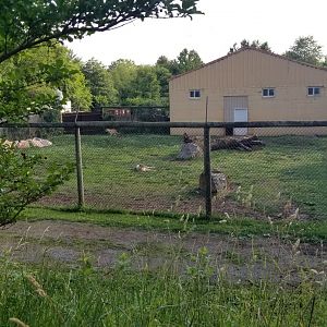 Roer's Zoofari - Cheetahs from above