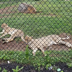 Roer's Zoofari - Cheetahs