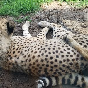 Roer's Zoofari - Cheetahs
