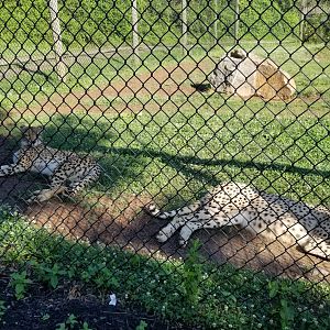 Roer's Zoofari - Cheetahs