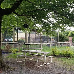 Roer's Zoofari - African civet exhibit