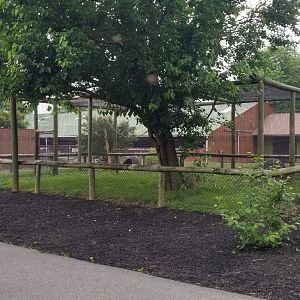 Roer's Zoofari - African civet exhibit