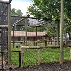 Roer's Zoofari - African civet exhibit