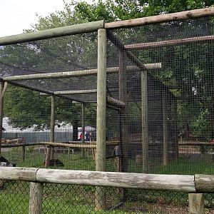 Roer's Zoofari - African civet exhibit