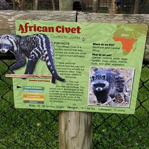 Roer's Zoofari - African civet exhibit