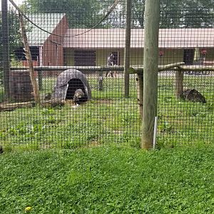 Roer's Zoofari - African civet, adult female