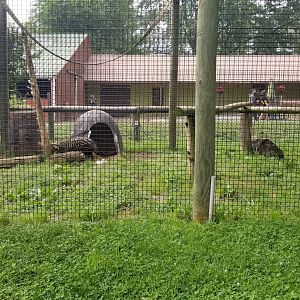 Roer's Zoofari - African civet, adult female