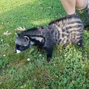 Roer's Zoofari - African civet, two month old male
