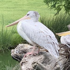 Pink-Backed Pelicans (Pelecanus rufescens)