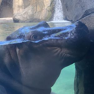 Fiona The Hippopotamus