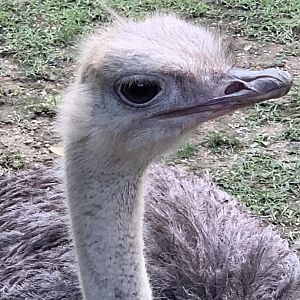 Common Ostrich (Struthio camelus) closeup