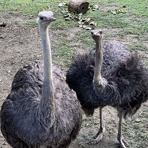 Common Ostriches (Struthio camelus)