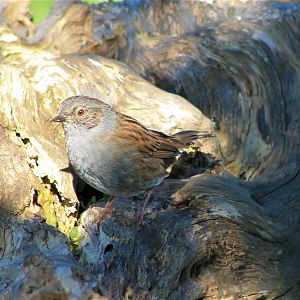 Dunnock or Hedge Sparrow (Prunella modularis)