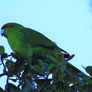 Red-crowned Kakariki (Cyanoramphus novaezelandiae)