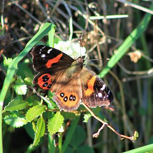Red Admiral (Vanessa gonerilla)