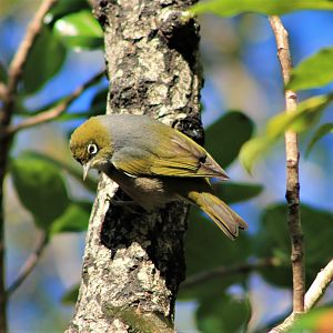 Silvereye (Zosterops lateralis)