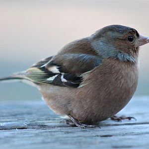 Chaffinch (Fringilla coelebs) male
