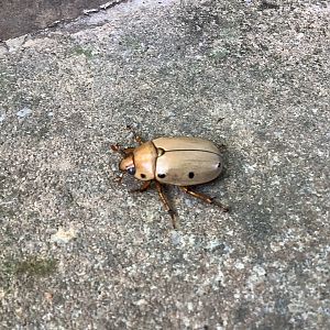 Light brown dung beetle