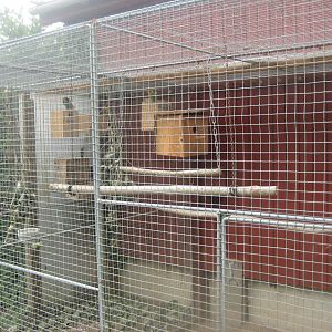 Hobro Minizoo - Red-crowned parakeet aviary