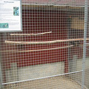 Hobro Minizoo - Eastern rosella aviary