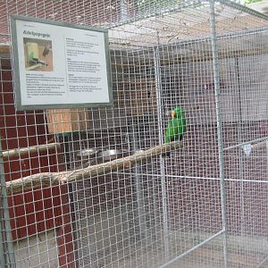 Hobro Minizoo - Eclectus parrot aviary