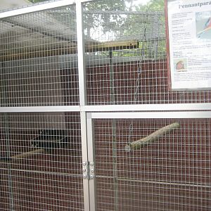 Hobro Minizoo - Crimson rosella aviary