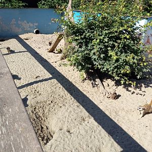 Meerkat-enclosure