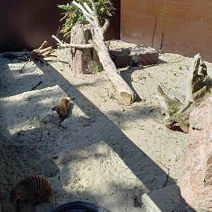 Zebra mongoose-enclosure