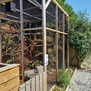 Burmese finlayson's squirrel-enclosure