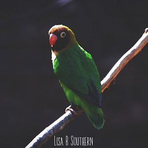 black - cheeked lovebird