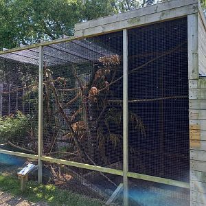 Perny's squirrel-enclosure