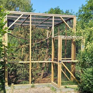 Enclosure Variegated squirrel - Sciurus variegatoides atrirufus