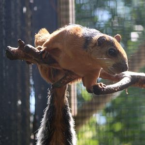 Variegated squirrel - ssp. S. v. atrirufus