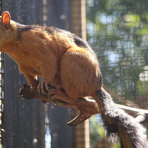 Variegated squirrel - ssp. S. v. atrirufus