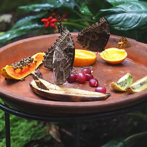 Ripe fruit feeder for butterflies, 2021-06-12