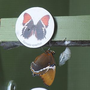 Newly emerged Rusty-tipped page or Chocolate malachite (Siproeta epaphus), 2021-06-12